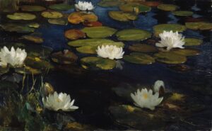water lilies