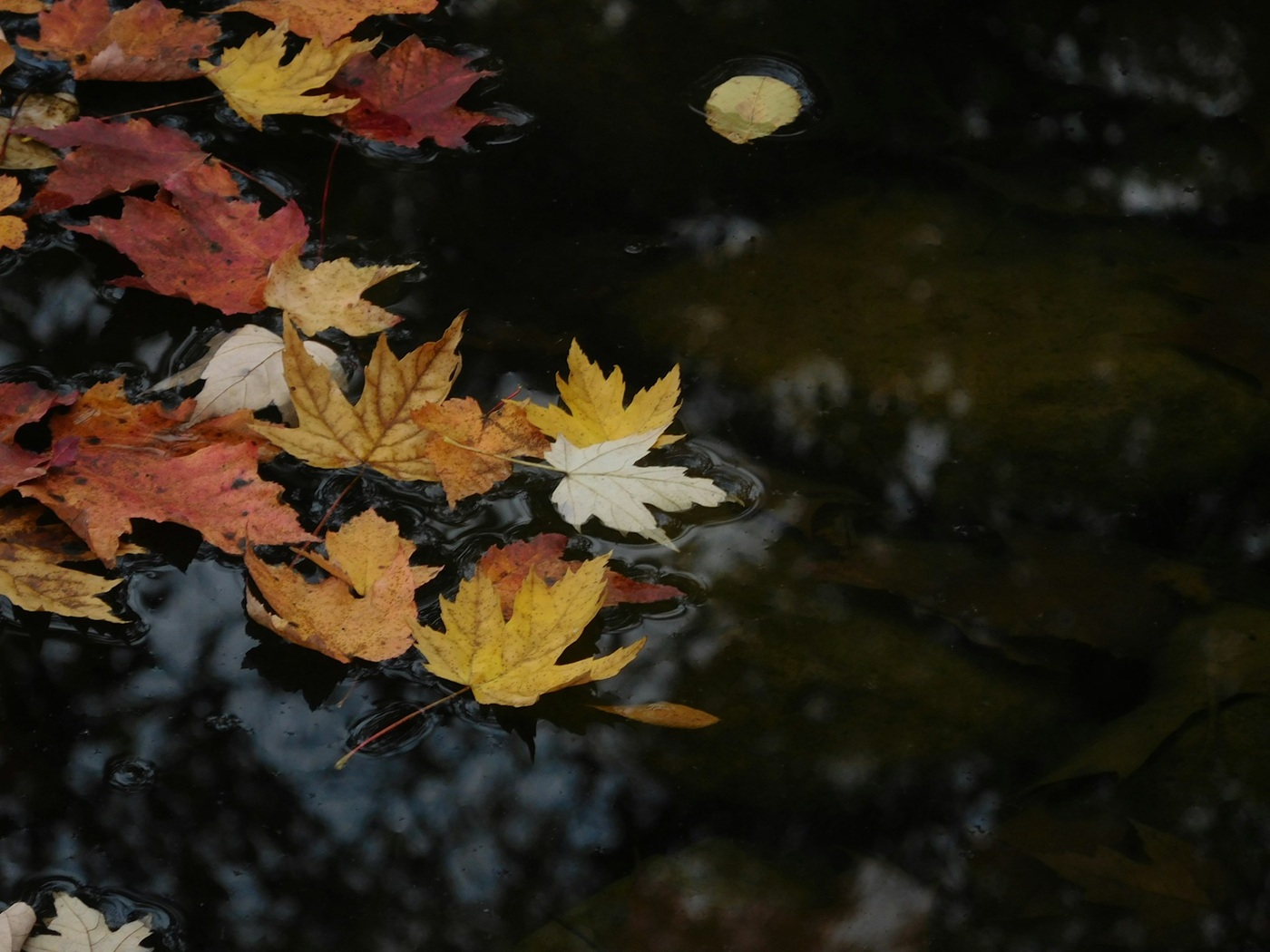 autumn leaves on a pond