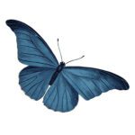 blue butterfly