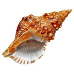 conch shell