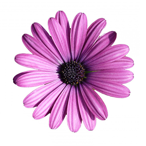 purple flower