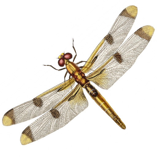 dragonfly