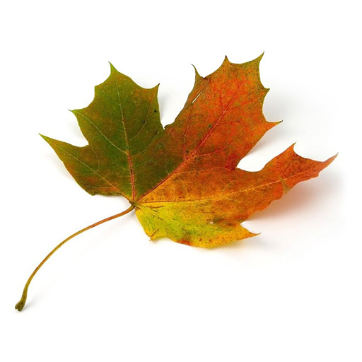 maple leaf