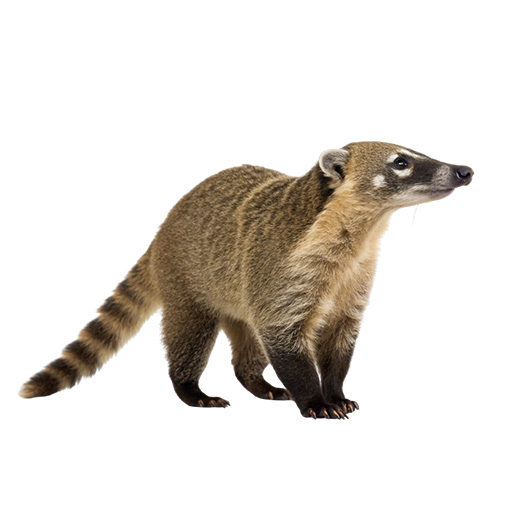 coatimundi