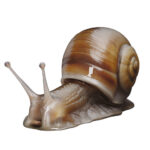snail