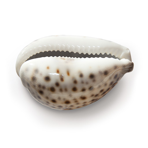 Cowrie Shell